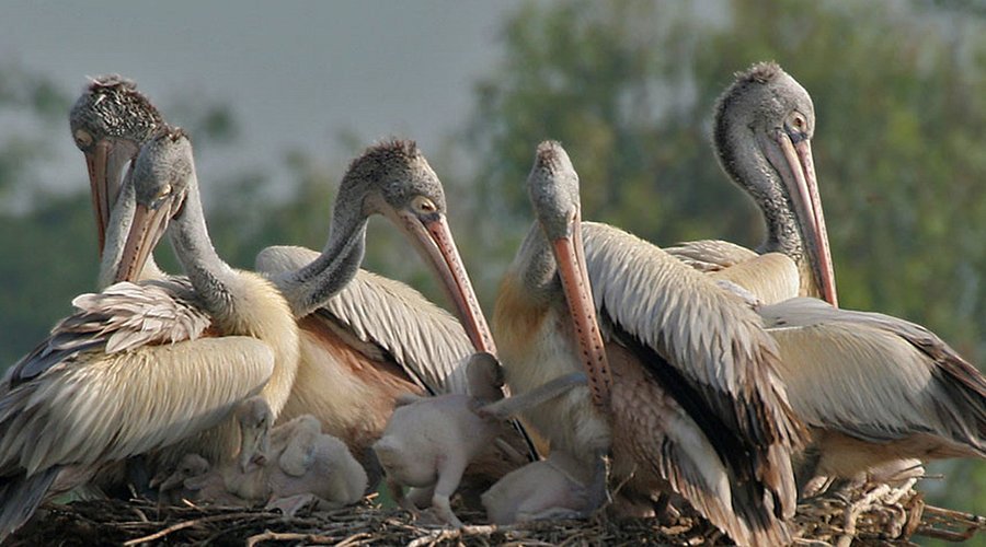 Kalametiya Bird Sanctuary